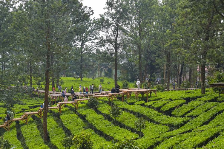 Tea Bridge di kawasan Agrowisata Gunung Mas, Puncak Bogor (Dok. Agrowisata Gunung Mas)