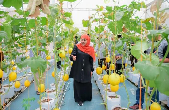 Ketika Gubernur Khofifah Panen Melon Di Masjid Al Akbar