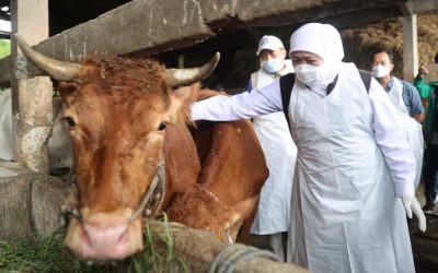 Gubernur Jatim Khofifah Indar Parawansa saat mengecek kondisi sapi di Gresik. (Foto: Humas Pemprov Jatim)