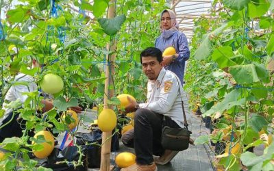 Berdaya Lewat Budidaya Melon