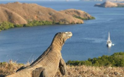 taman nasional komodo